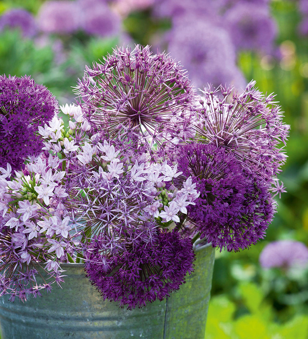 Sarah Raven Bulbs Zierlauch New Allium Kollektion 33 Zwiebeln
