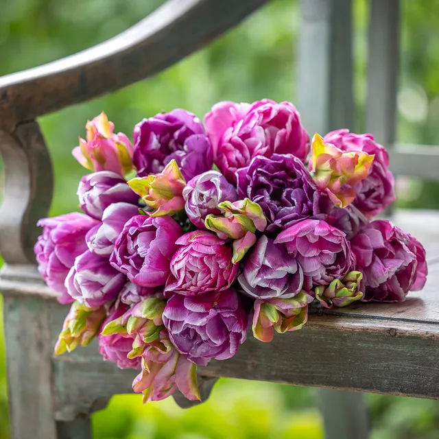 Sarah Raven Bulbs Marmorierte Tulpen Kollektion 40 Zwiebeln
