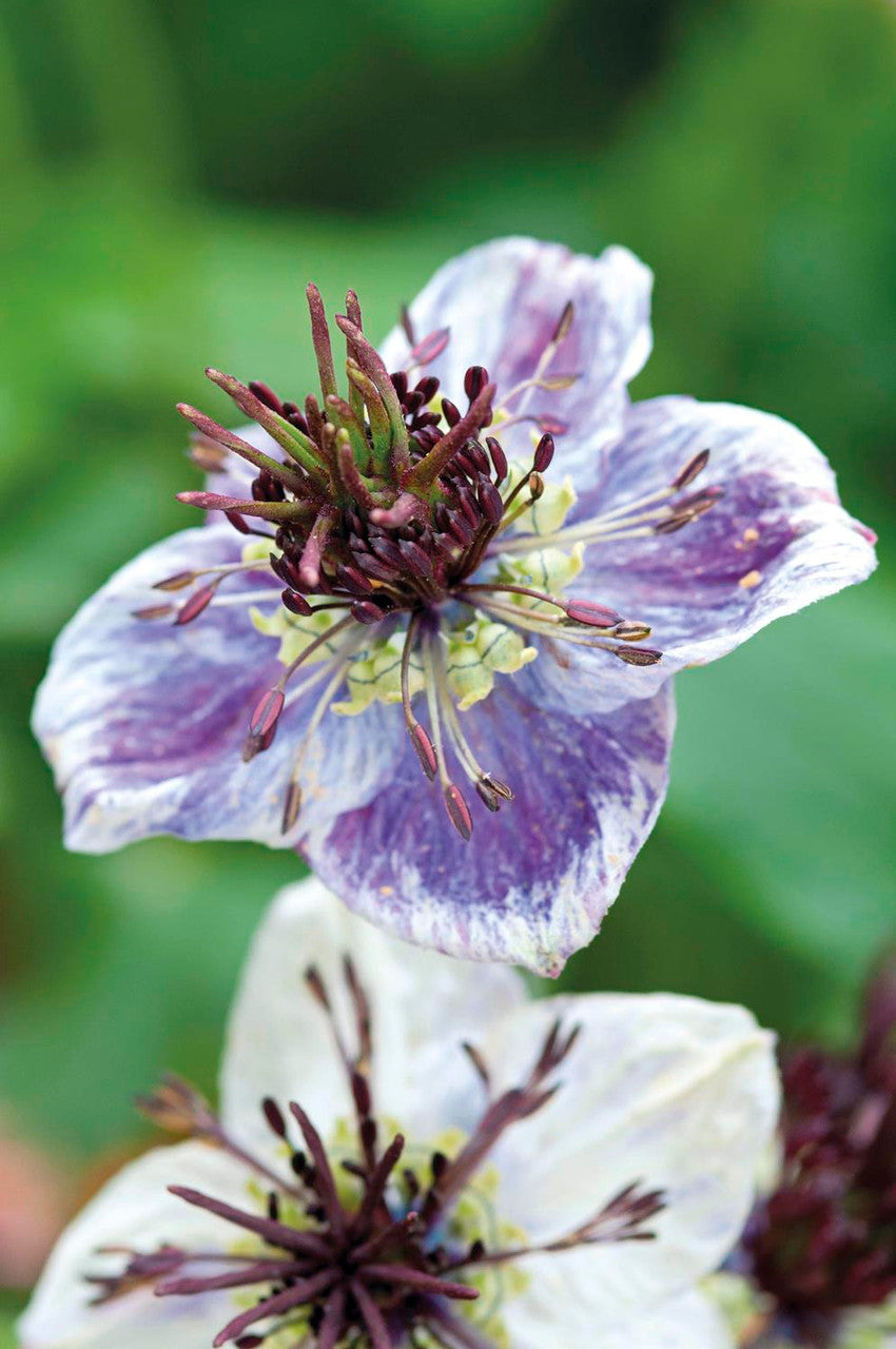 Sarah Raven Seeds Nigella Delft Blue Samen 200 Samen blau