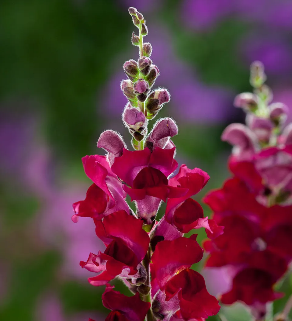 Sarah Raven Antirrhinum Sonnet Crimson F1 Löwenmäulchen 6x 9cm