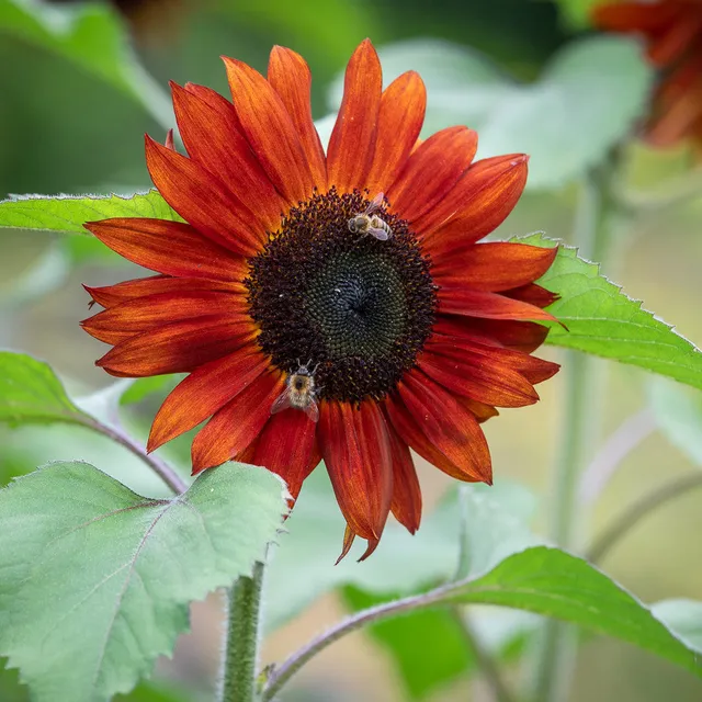 Sarah Raven Seeds Helianthus Claret Sonnenblumen 20 Samen Rot