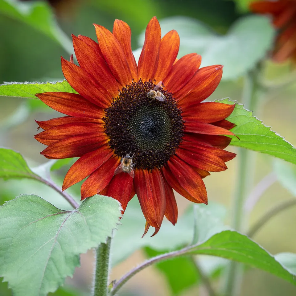Sarah Raven Seeds Helianthus Claret Sonnenblumen 20 Samen Rot