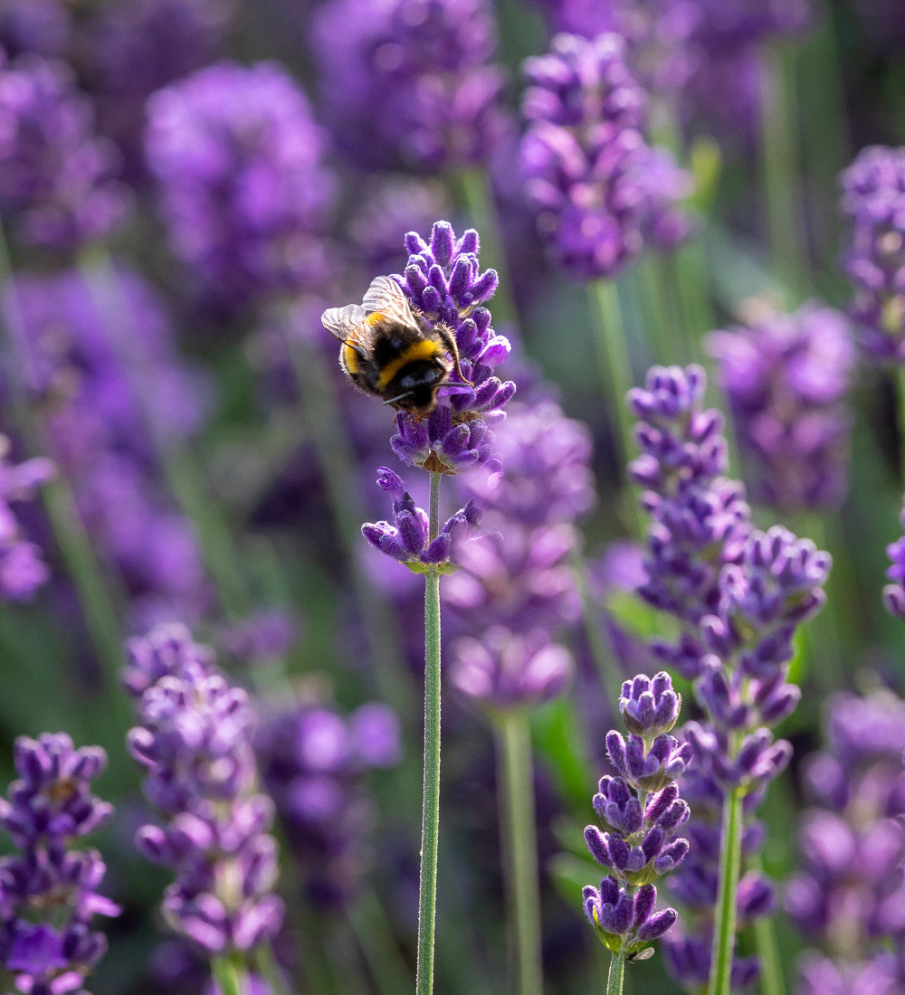 Sarah Raven Plants Lavendel Hidcote Pflanze 3x 9cm duftend lila