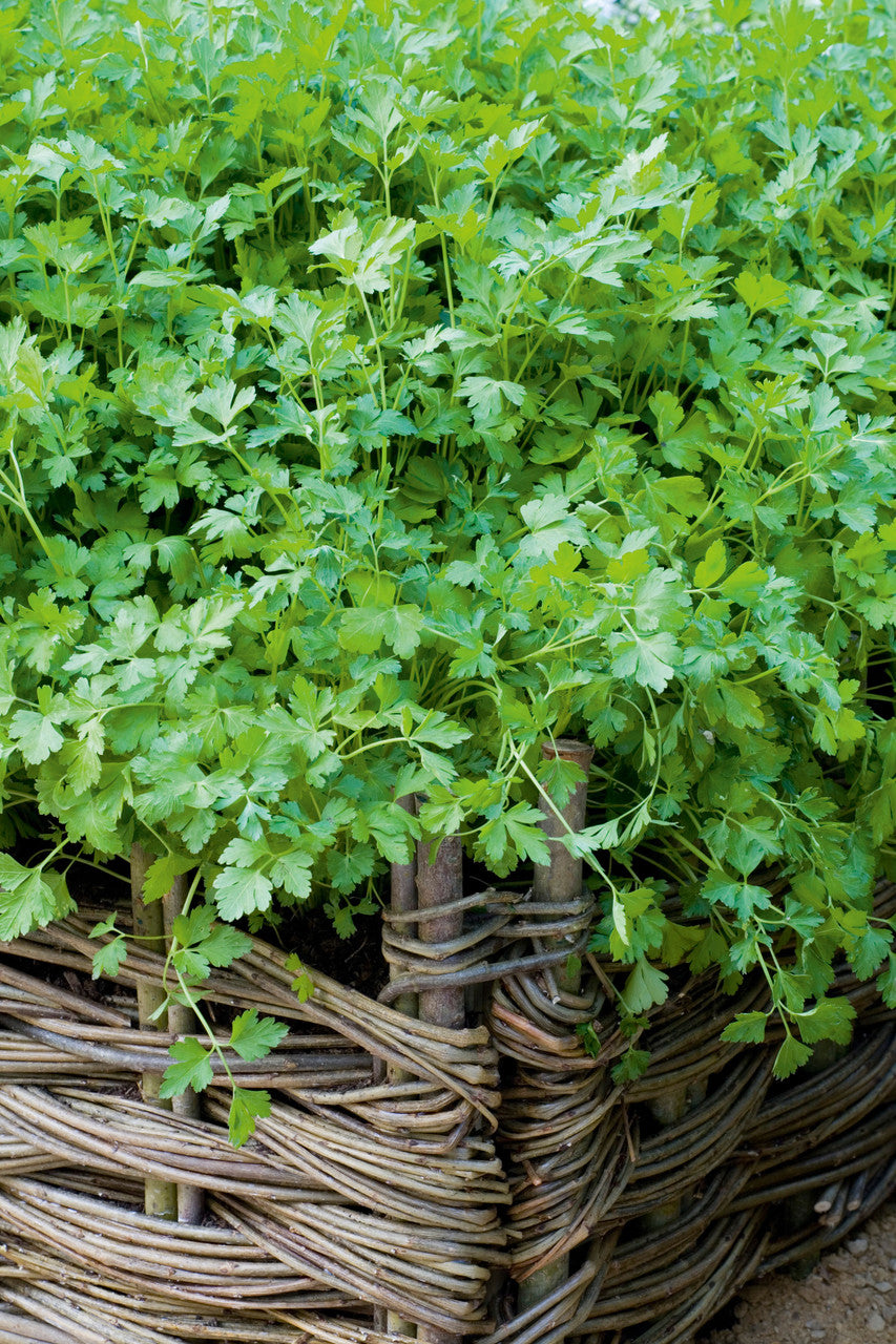 Sarah Raven Seeds Koriander Leisure Saatgut 100 Samen bio
