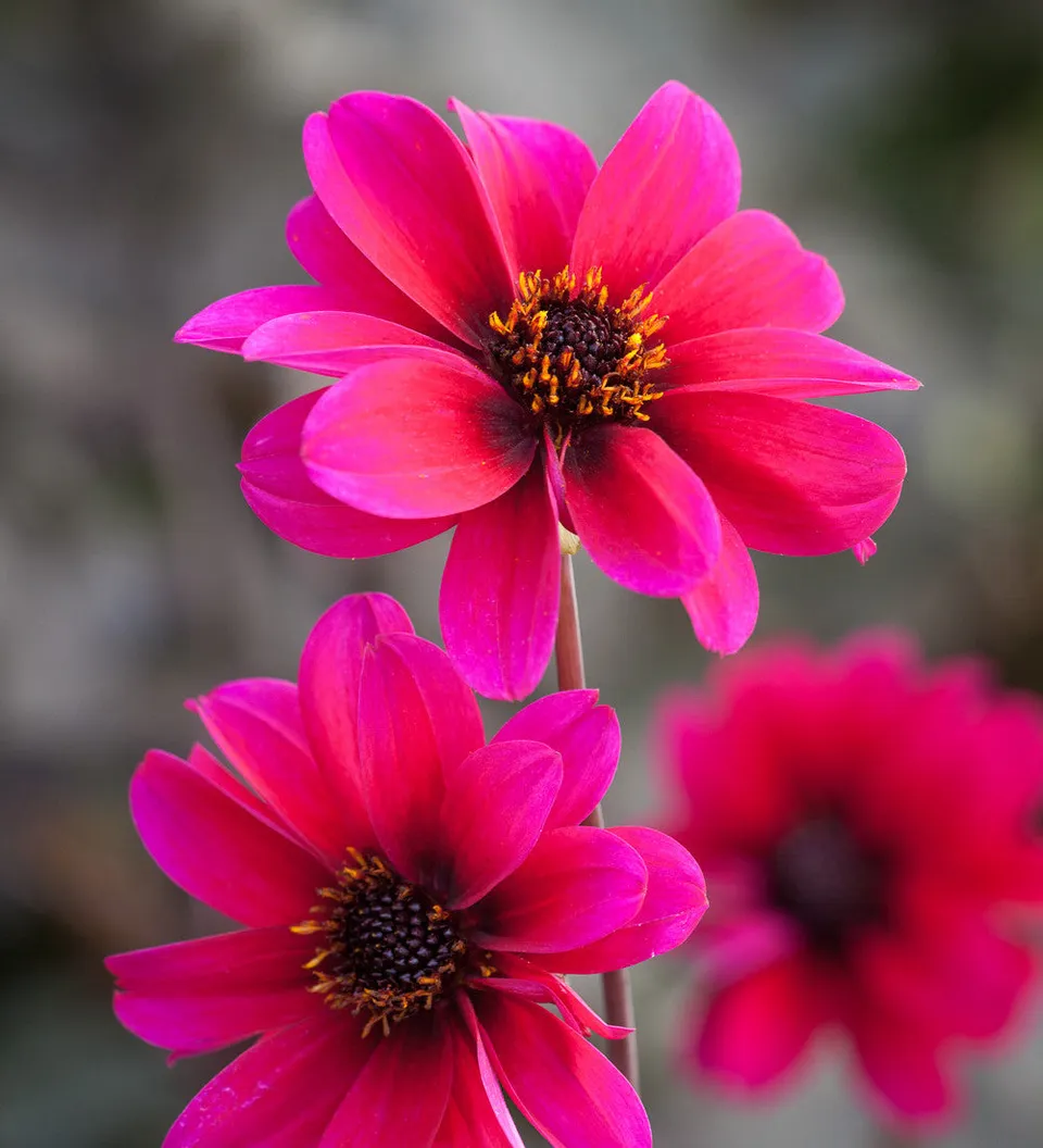 Sarah Raven Bulbs Dahlia Bishop of Canterbury Dahlienknolle 1 Stück