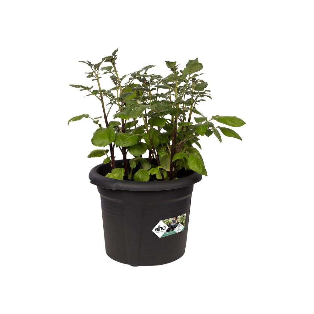 elho Green Basics Kartoffeltopf 33 Pflanztopf Living Schwarz
