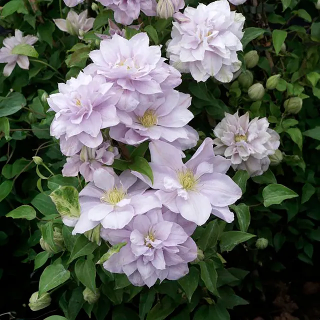 Sarah Raven Plants Clematis Bellissima Pflanze 2L lila gefüllt