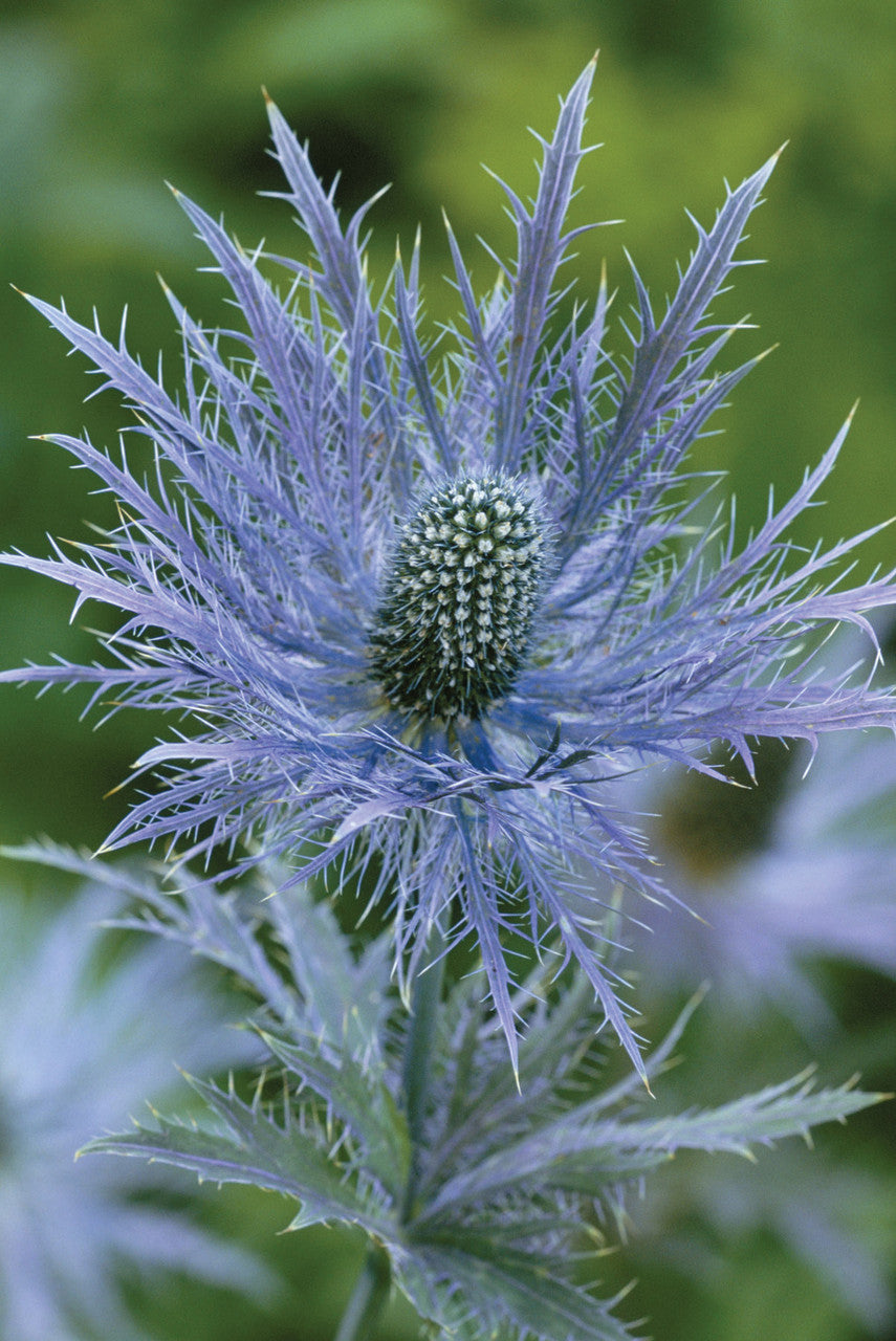 Sarah Raven Plants Eryngium alpinum Samen 50 Samen blau
