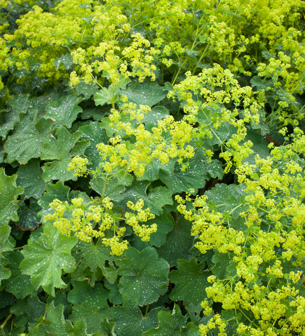 Sarah Raven Alchemilla mollis Frauenmantel 3 x 9cm Töpfe