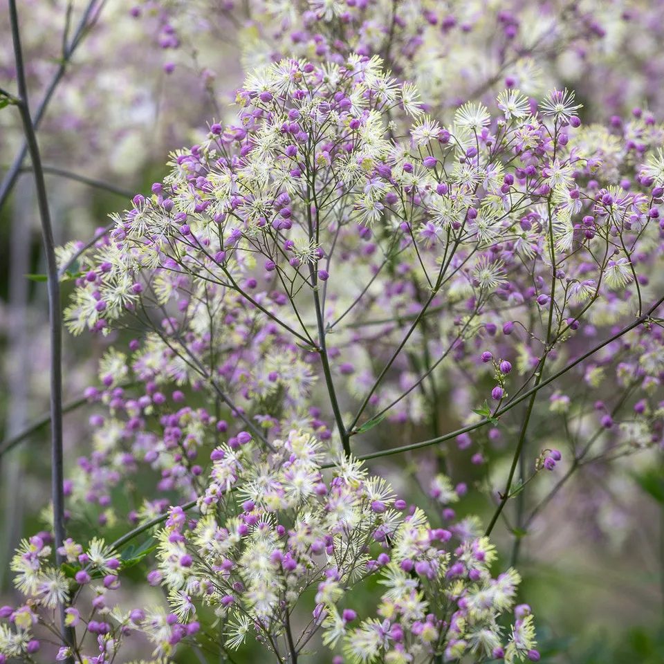 Sarah Raven Plants Thalictrum Elin Pflanze 3x 9cm lila