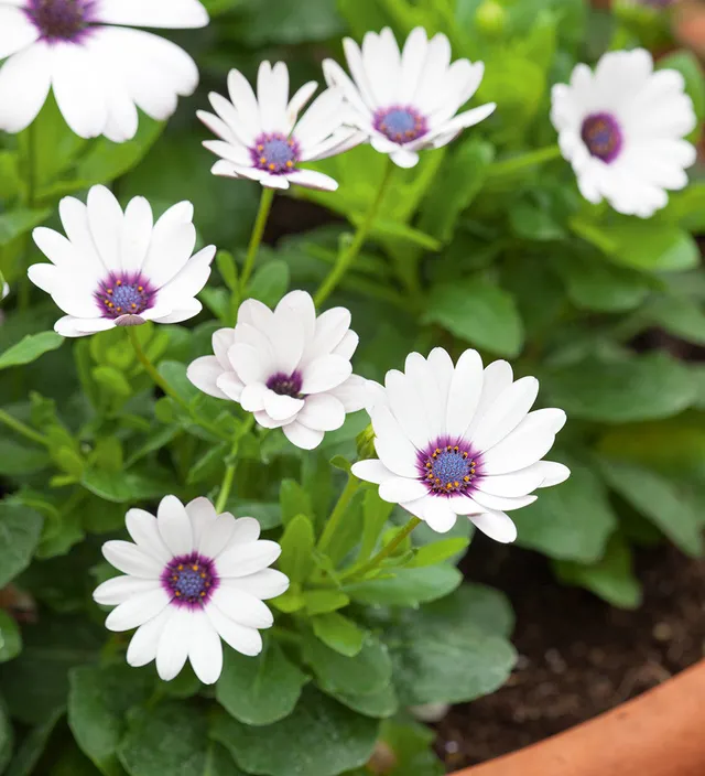 Sarah Raven Osteospermum Akila White Purple Eye Pflanze 3x9cm weiß