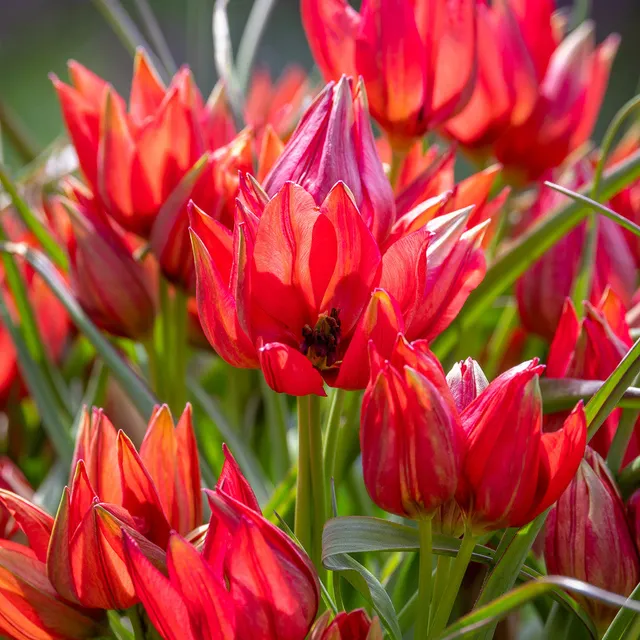 Sarah Raven Tulip Fenna Tulpenzwiebel 10 Zwiebeln wildrot