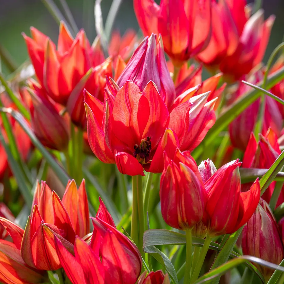 Sarah Raven Tulip Fenna Tulpenzwiebel 10 Zwiebeln wildrot