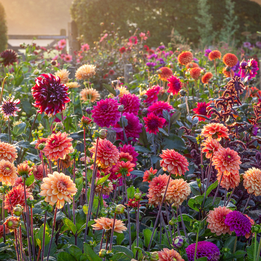 Sarah Raven Bulbs Good in Every Light Dahlien 8 Knollen Mix