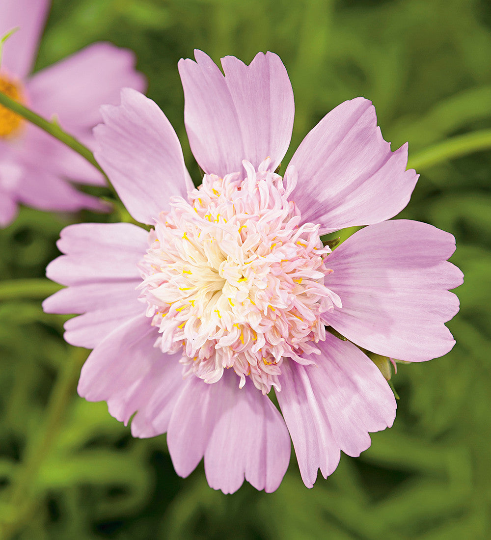 Sarah Raven Plants Cosmos Pink Popsocks Blumensamen 50 Samen rosa