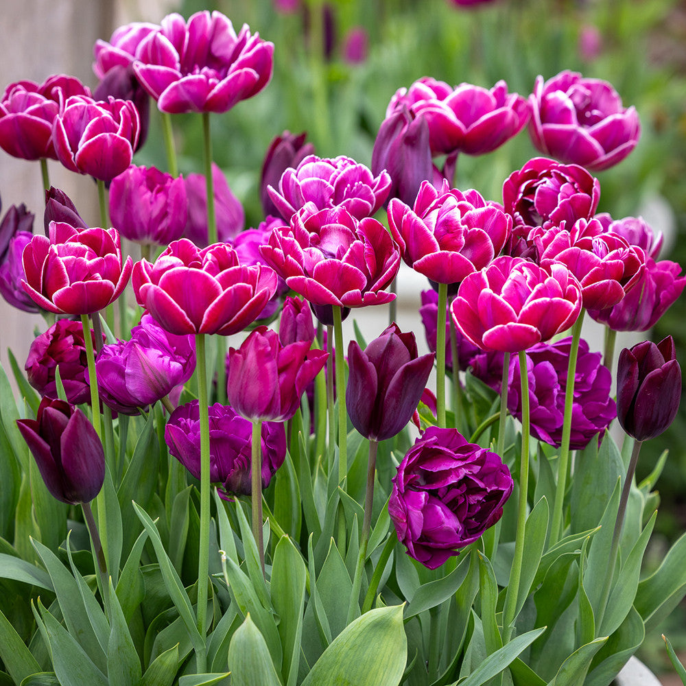Sarah Raven Glyndebourne Tulpenmischung Blumenzwiebeln 30 Stück lila