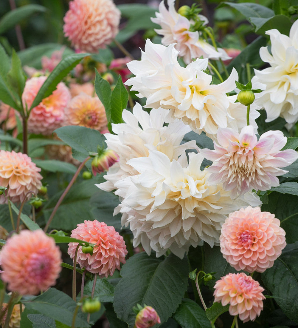 Sarah Raven Bulbs Rubens Dahlien Kollektion Dahlienknollen 5 Knollen essbar