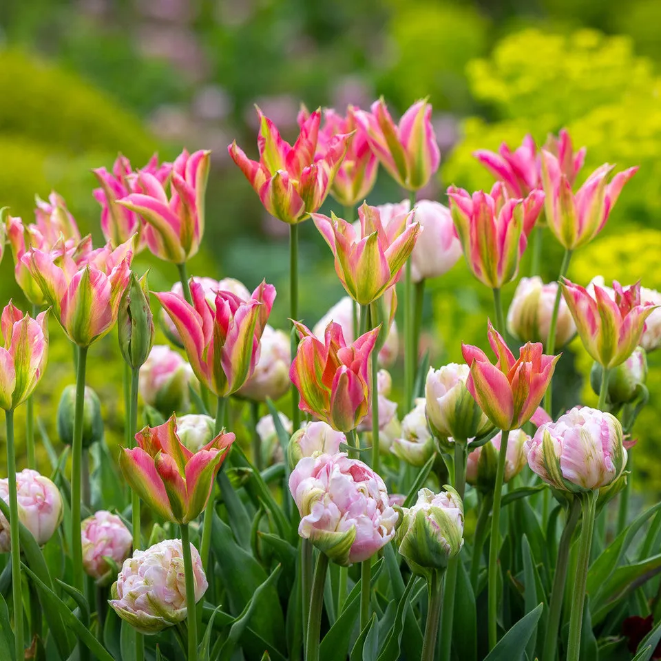 Sarah Raven Bulbs Jemima's Tulip Mix Blumenzwiebeln 30 Stück rosa