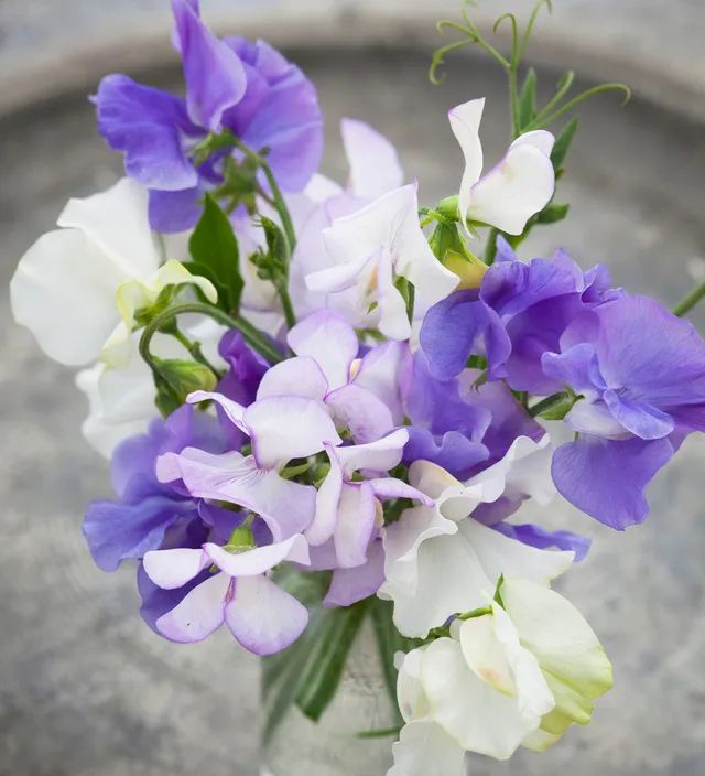 Sarah Raven Plants Clouds of Scent Wicken 12 Jungpflanzen duftend