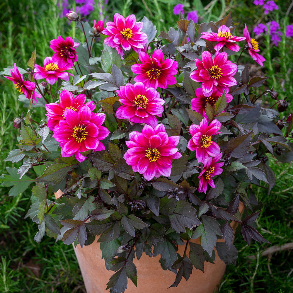Sarah Raven Plants Purple Nights Pflanzen 6x9cm lila Biene