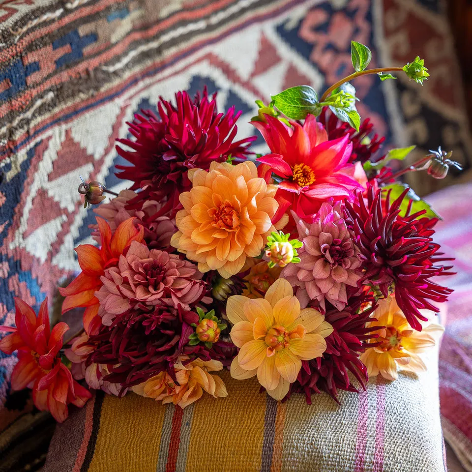 Sarah Raven Tom's Dahlia Collection Dahlien 4 Knollen Mix