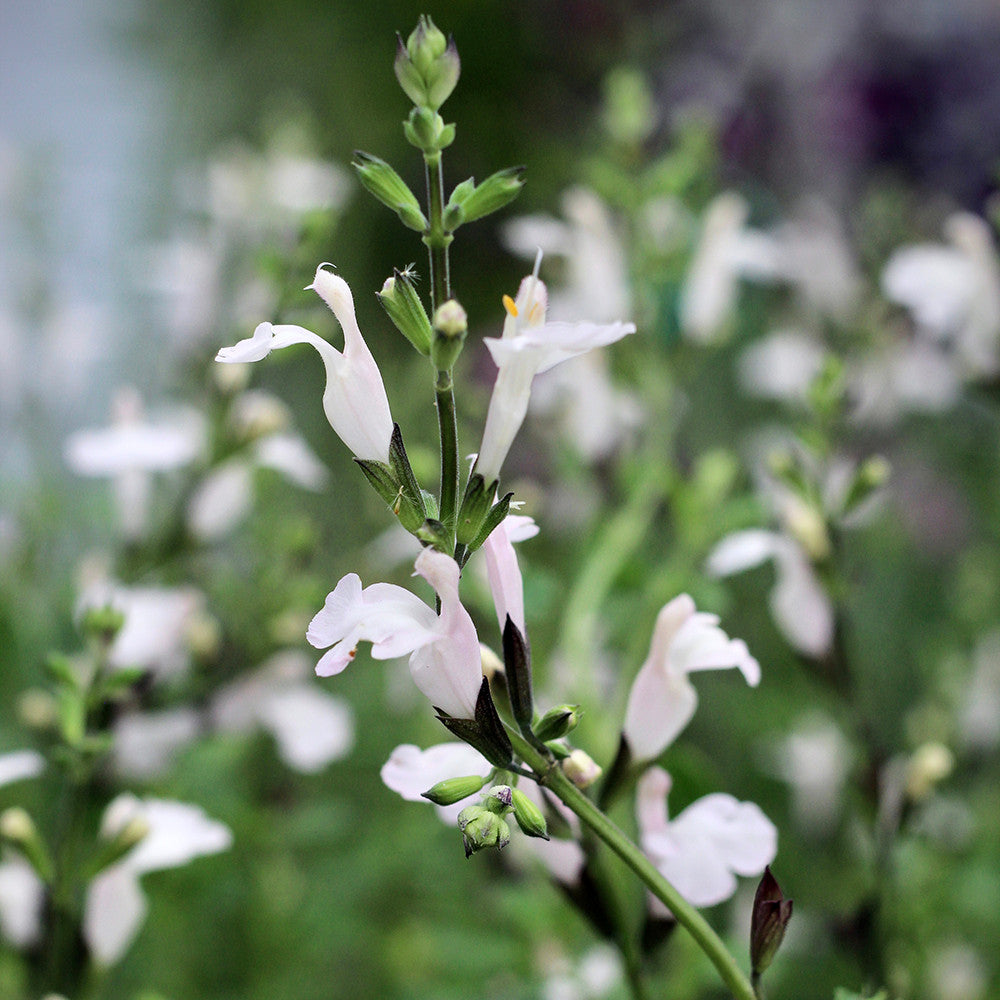 Sarah Raven Plants Salvia Cream Soda Salbei 3x 9 cm rosa