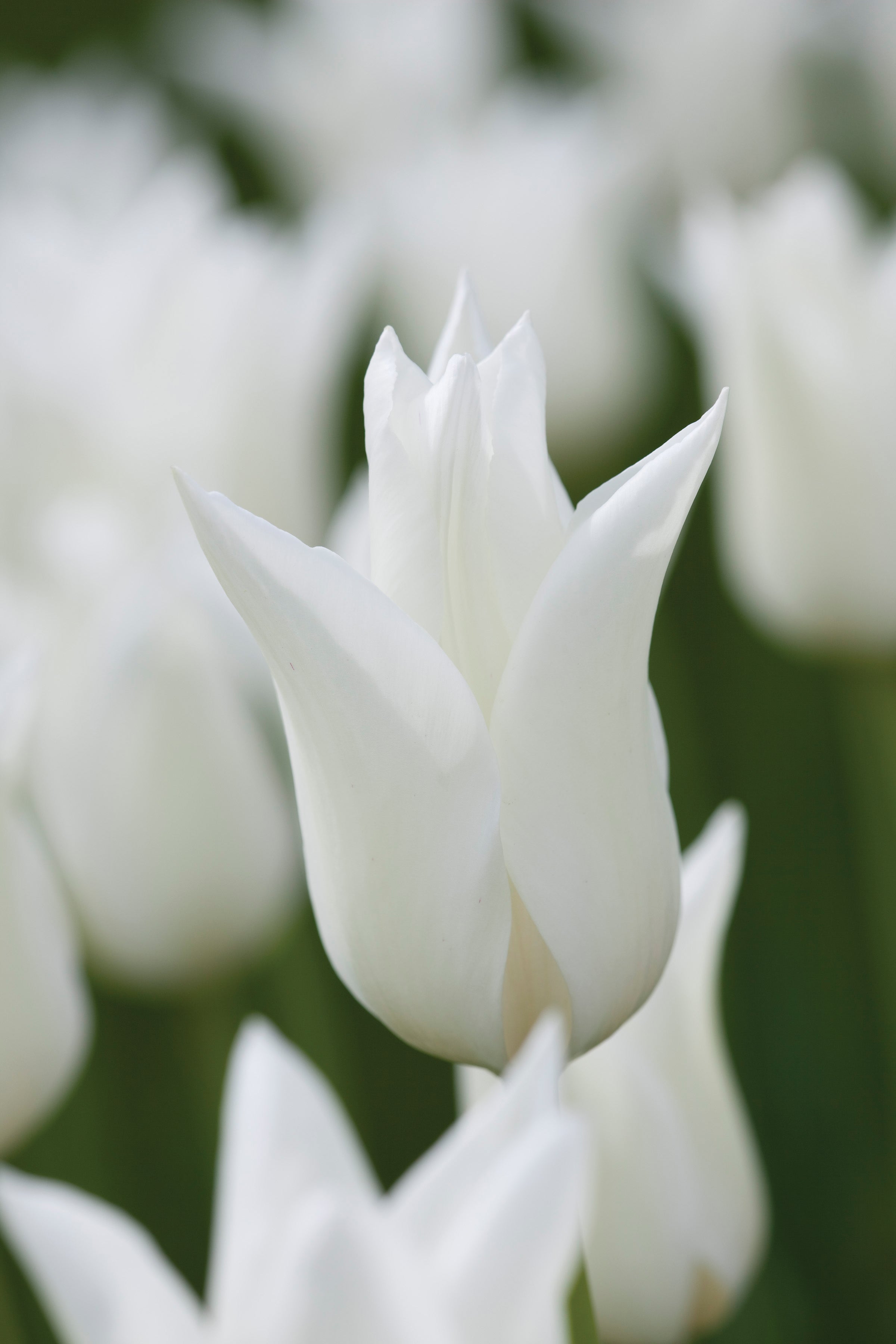 Sarah Raven Bulbs Tulip White Triumphator Blumenzwiebel 15 weiß