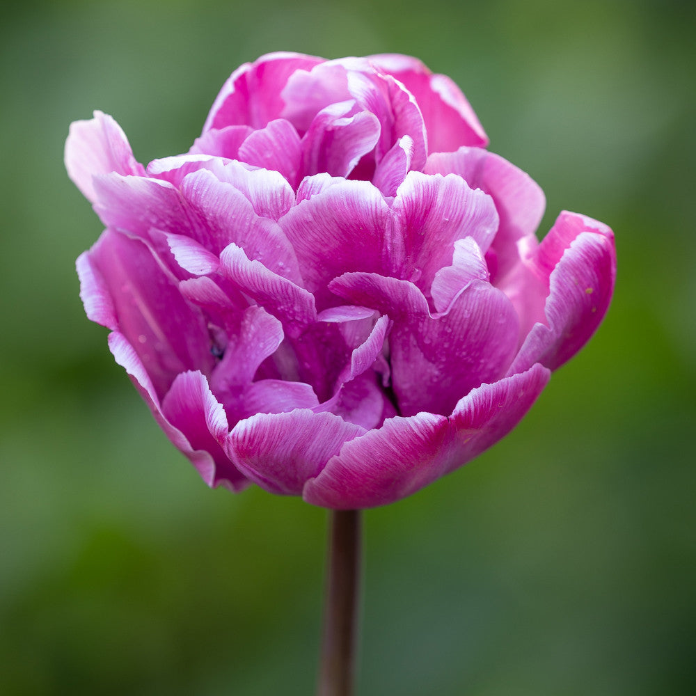 Sarah Raven Bulbs Marmorierte Tulpen Kollektion 40 Zwiebeln