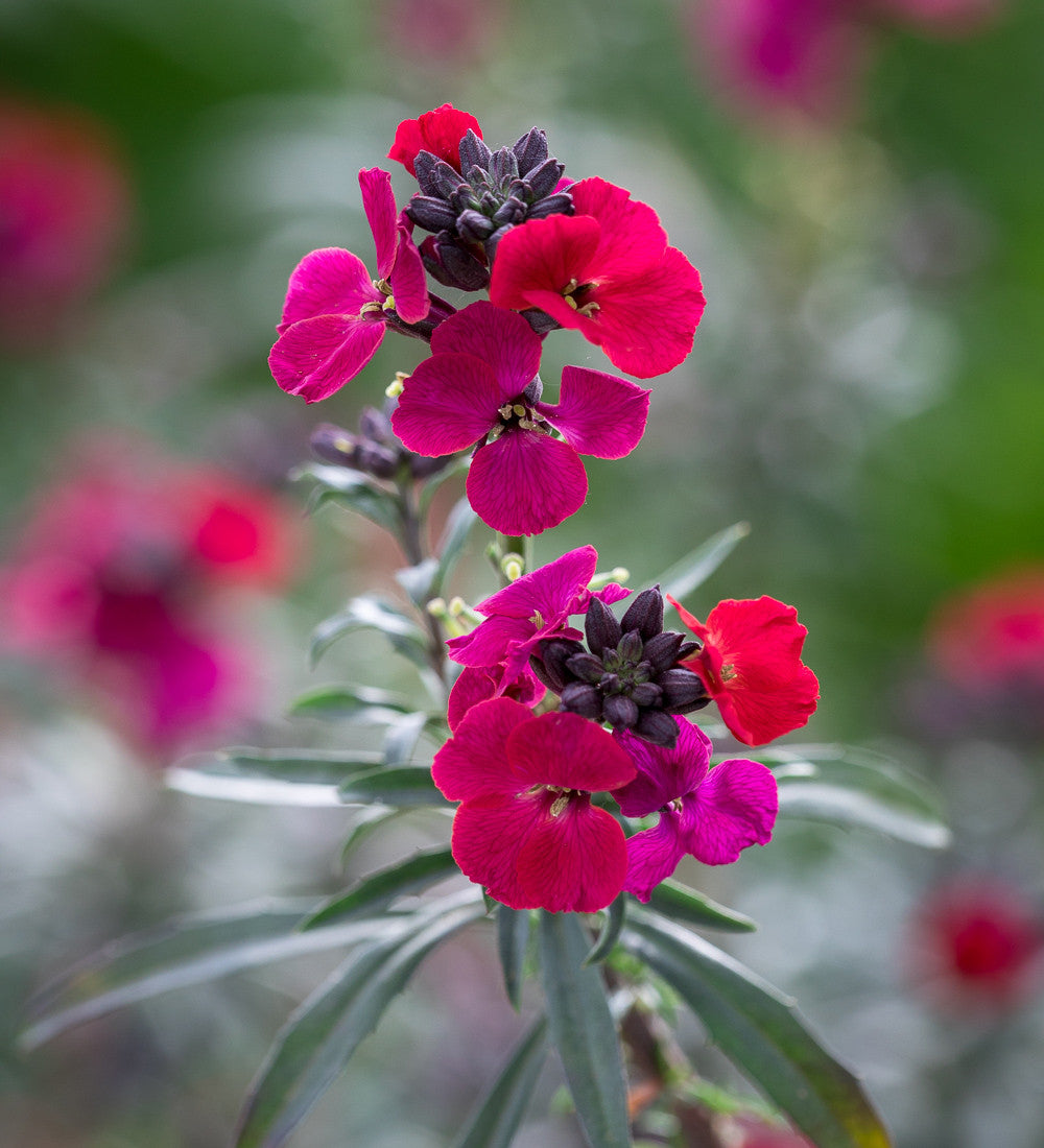 Sarah Raven Plants Erysimum Red Jep Staude 3x 9cm Topf