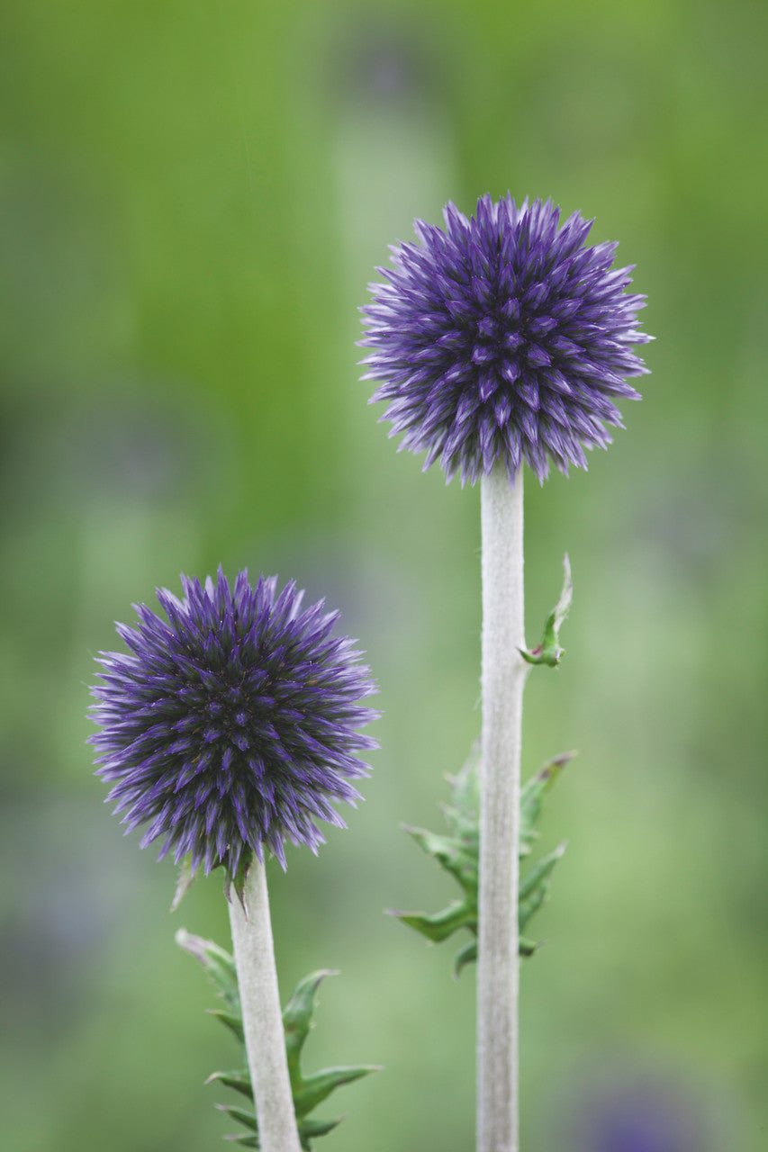 Sarah Raven Plants Echinops Veitchs Blue Staude 2-Liter-Topf blau