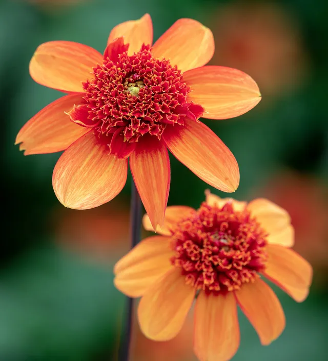Sarah Raven Bulbs Dahlia Josie Dahlienknolle 1 Knolle orange