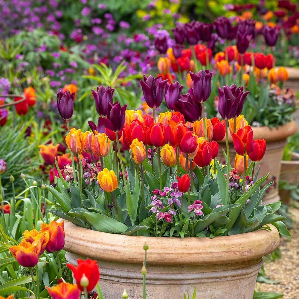 Sarah Raven Venetian Tulip Collection Tulpenzwiebeln 30 Stück April-Mai