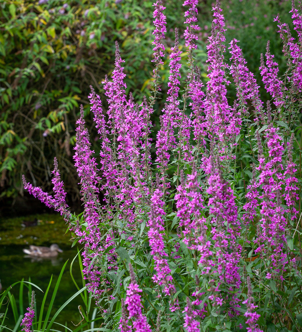 Sarah Raven Plants Blutweiderich Lythrum Samen 20 Samen lila
