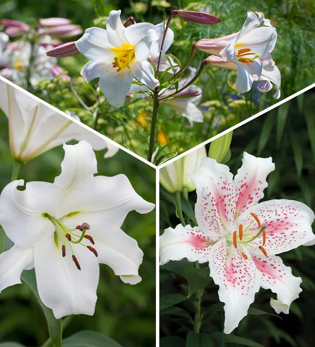 Sarah Raven Scented Lily Blumenzwiebeln 3 Stück duftend weiß