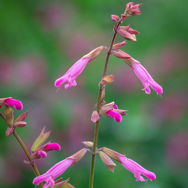 Sarah Raven Plants Salvia 'Kisses & Wishes' Pflanze 2-Liter-Topf rosa