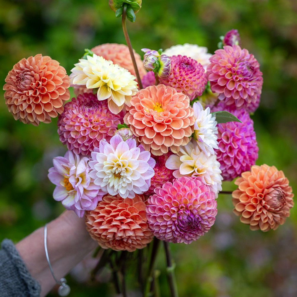 Sarah Raven Perfect PomPom Dahlienknollen 4 Knollen rosa