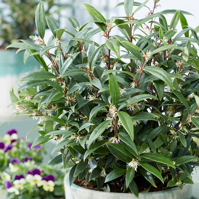 Sarah Raven Plants Sarcococca Winter Gem Pflanze 2L Topf duftend