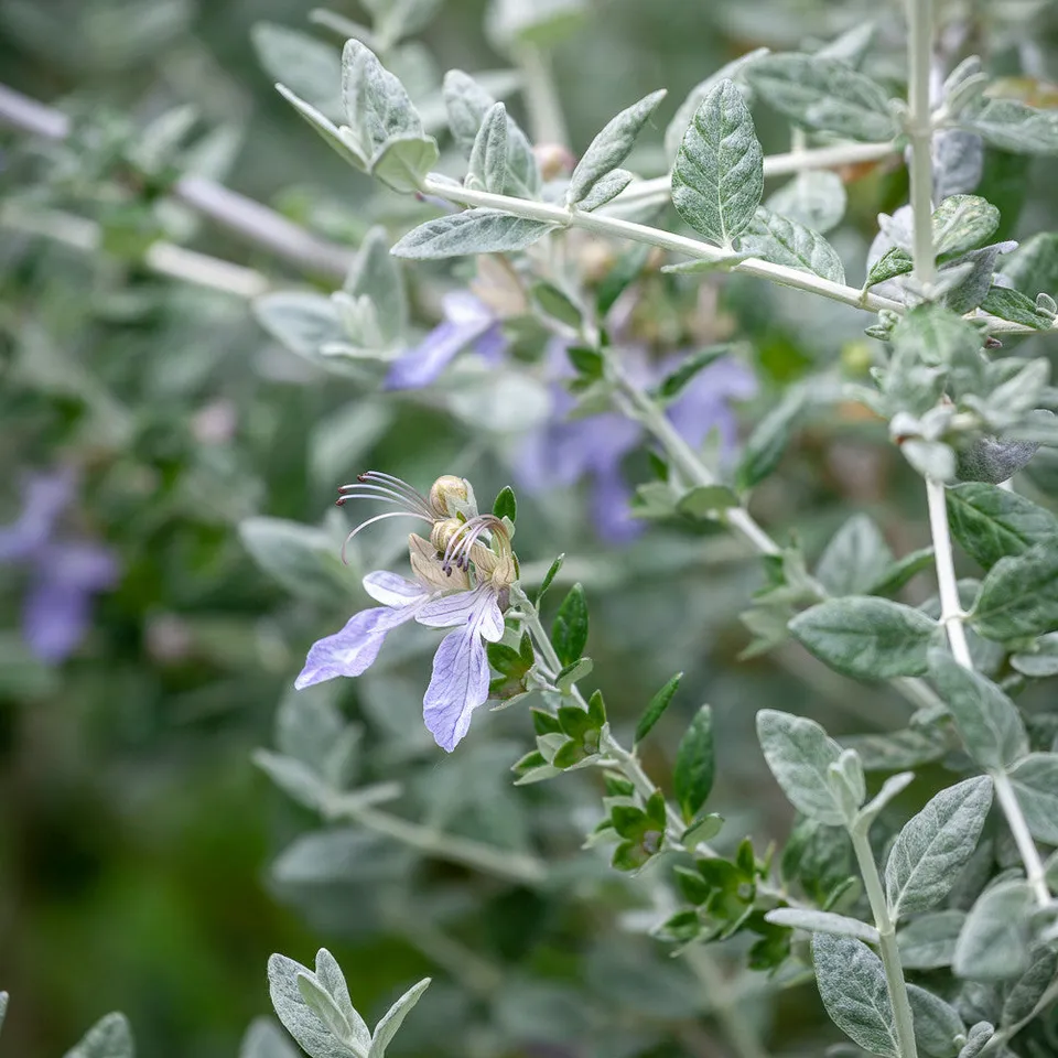 Sarah Raven Teucrium fruticans Pflanze 1 x 2-Liter-Topf immergrün
