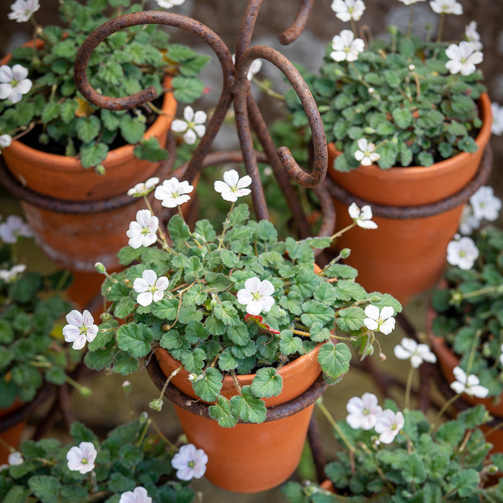 Sarah Raven Tabletop Plant Theatre Blumenständer Metall 3-stufig 52cm