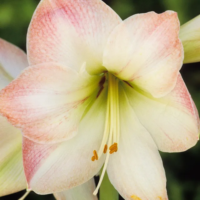 Sarah Raven Bulbs Amaryllis Apple Blossom Blumenzwiebel weiß-rosa