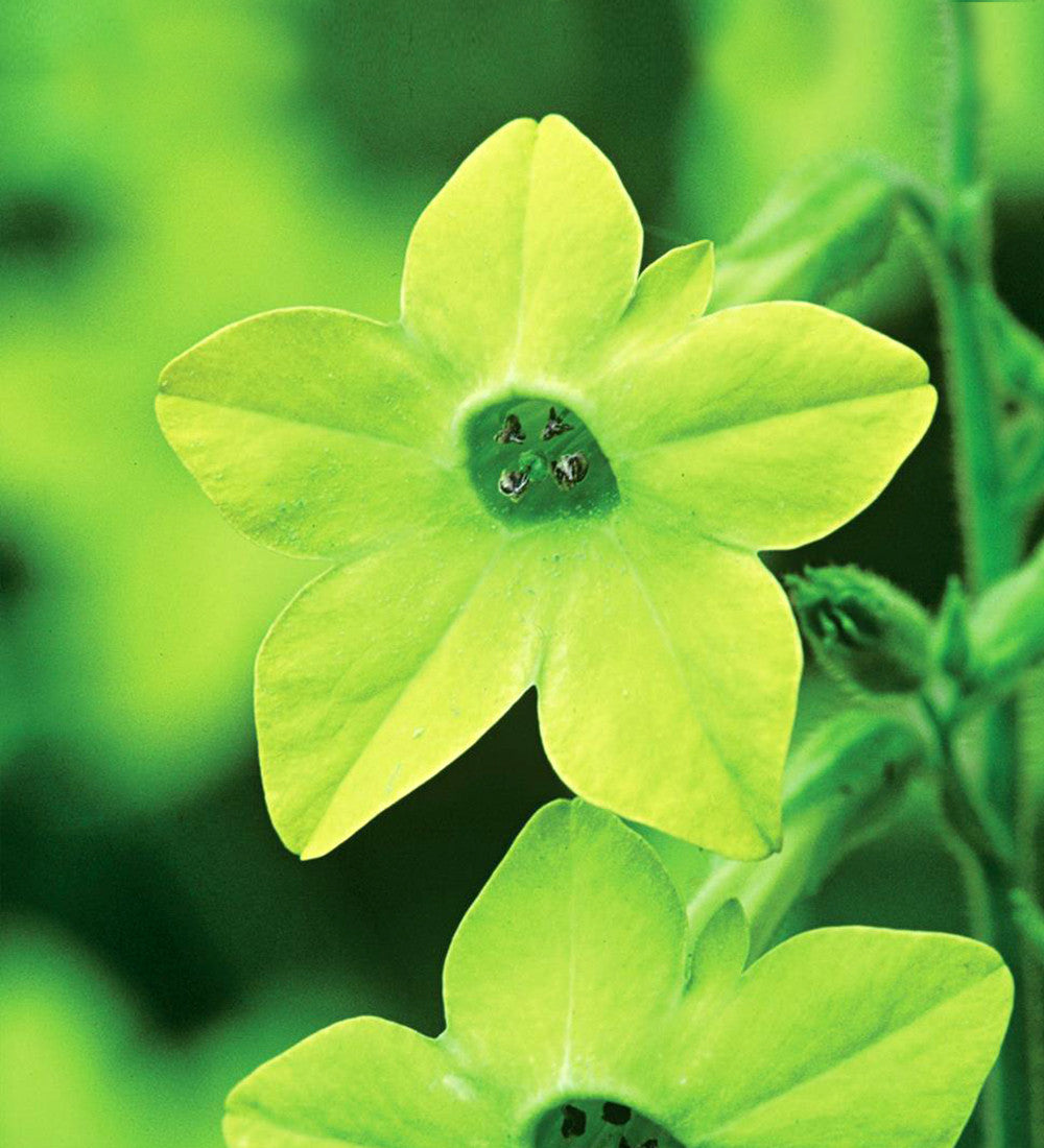 Sarah Raven Plants Nicotiana alata Lime Green Samen 100 Stück