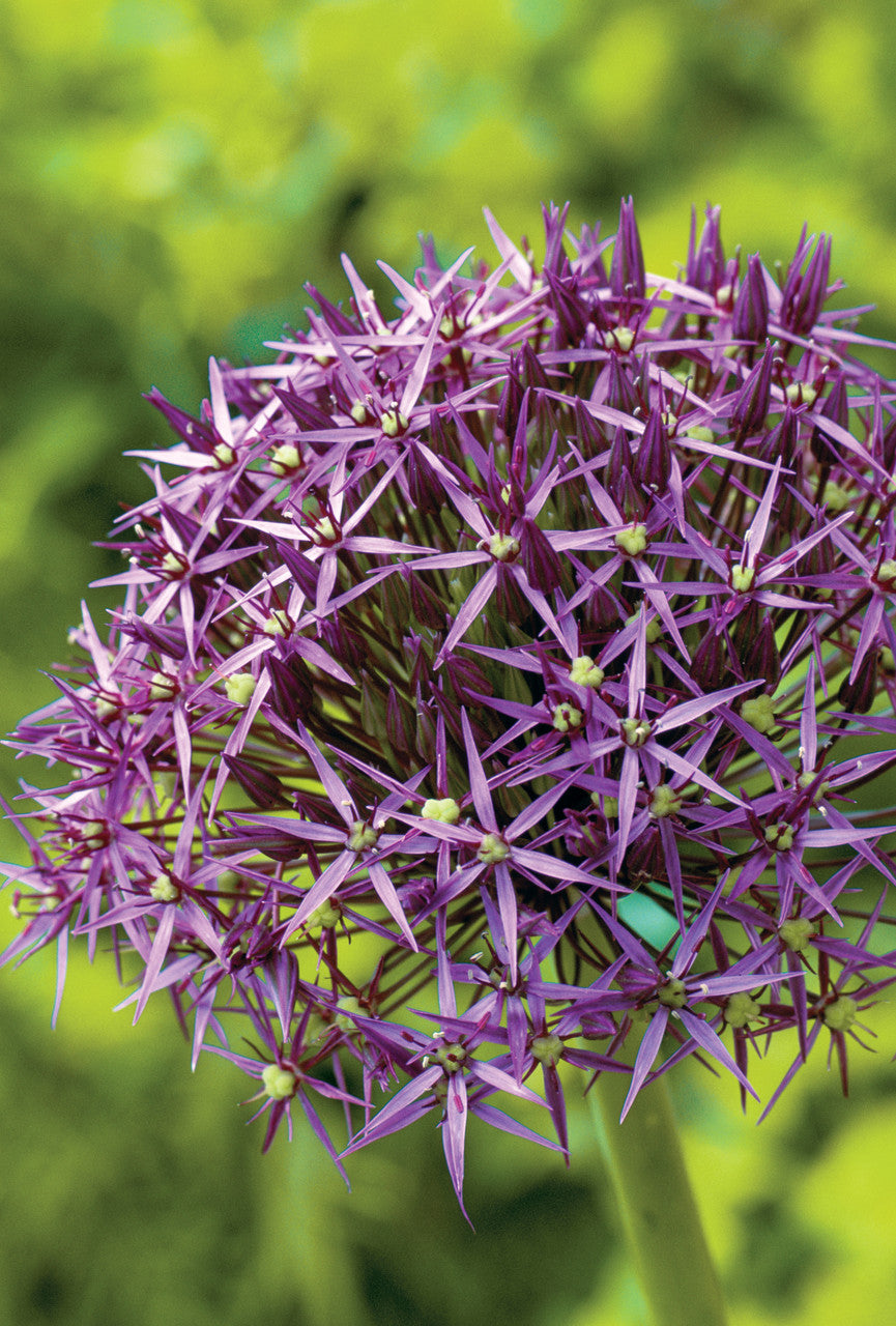 Sarah Raven Bulbs Fantastic Allium Collection Blumenzwiebeln 70 Stück