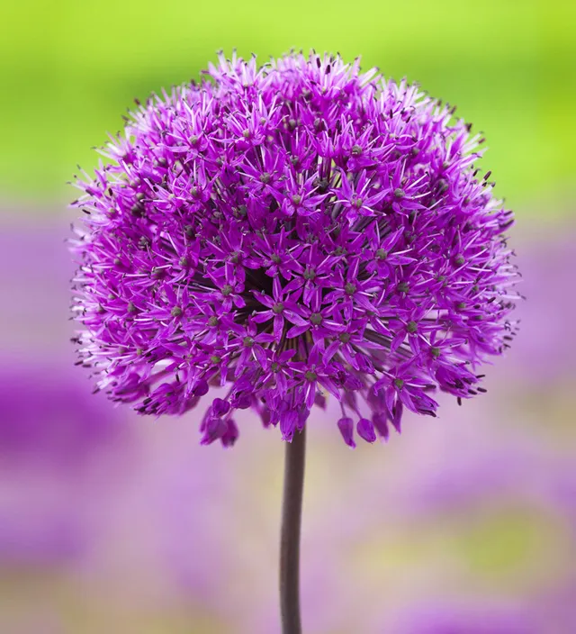 Sarah Raven Bulbs Allium Purple Sensation Zwiebel 15 Stück