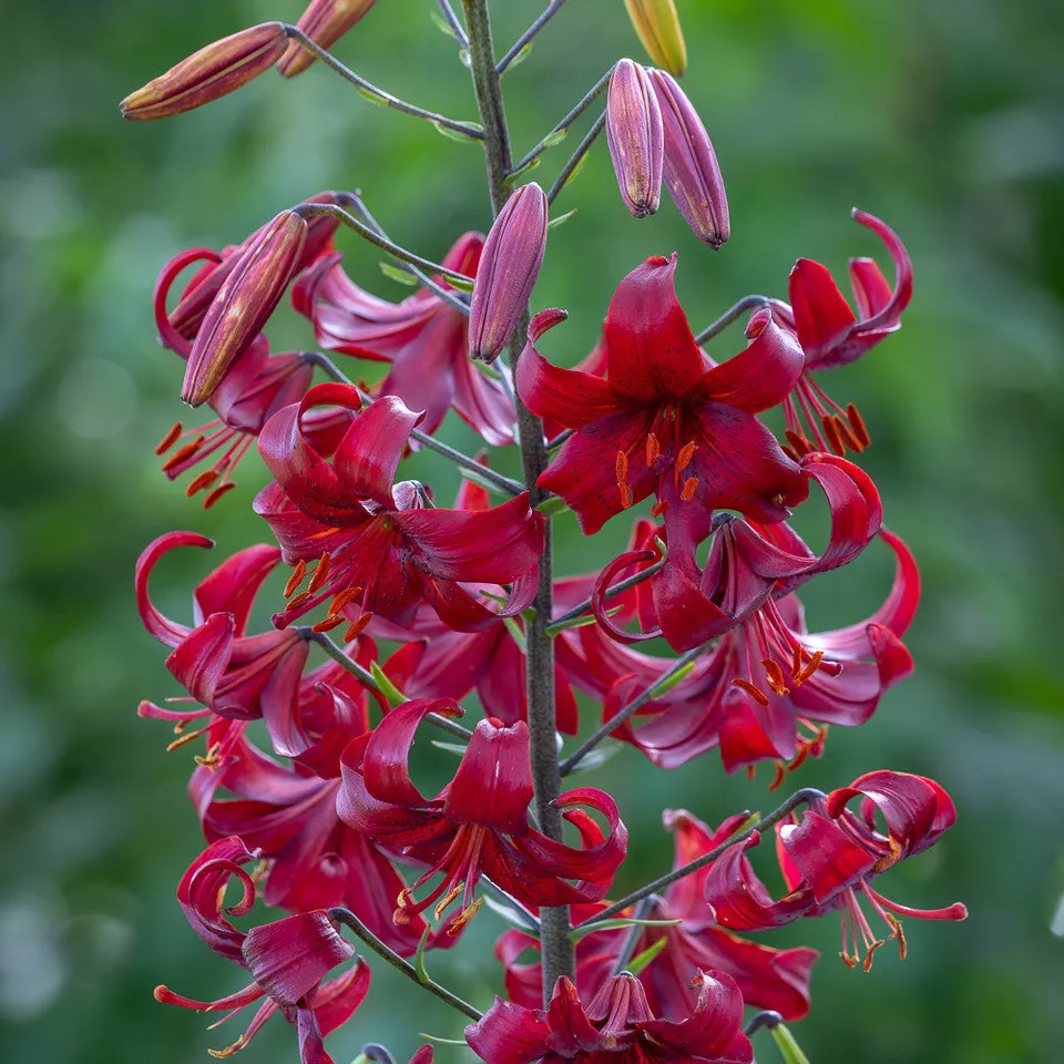 Sarah Raven Bulbs Lilium Claude Shride Lilienzwiebeln 3 Stück rot