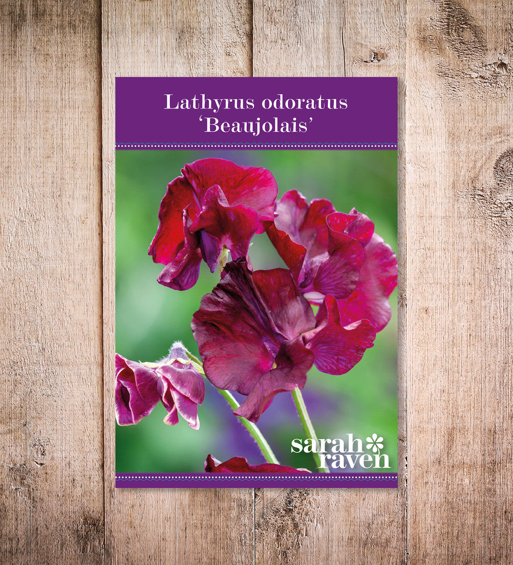 Sarah Raven Plants Sweet Pea Beaujolais Blumensamen 25 rot duftend