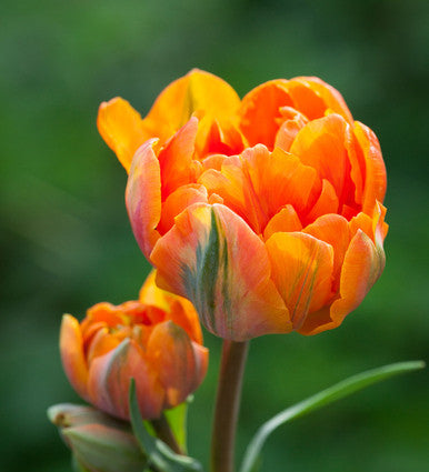 Sarah Raven Tulip Orange Princess Tulpe Gefüllt 10 Zwiebeln