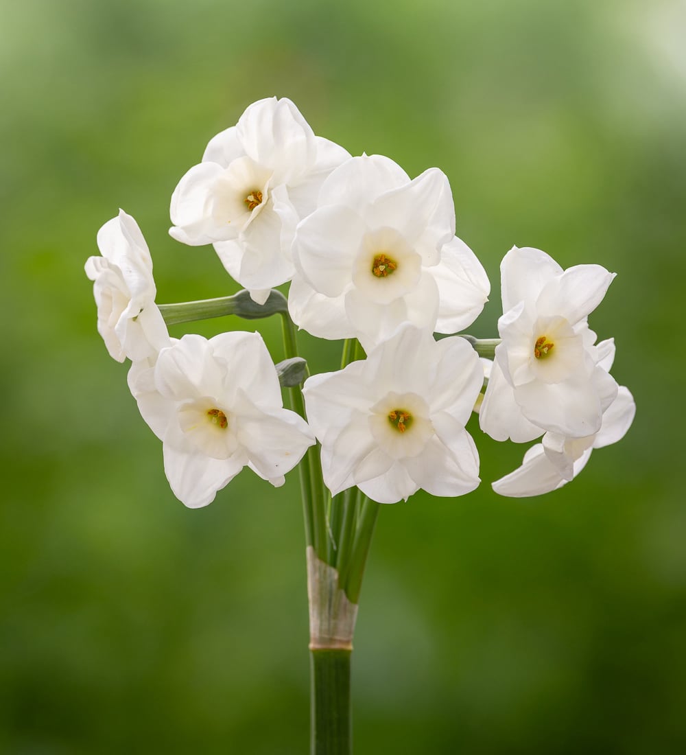 Sarah Raven Bulbs Narcissus Nickelodeon Blumenzwiebeln 15 Zwiebeln Duft