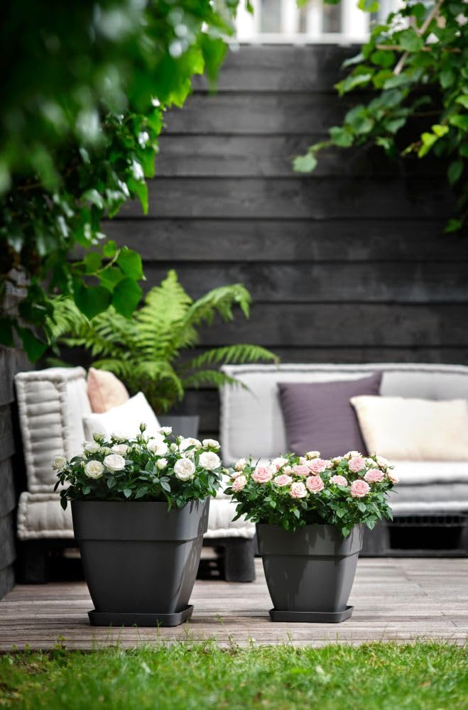 elho Vibia Campana 37 Blumentopf Anthracite Quadratisch