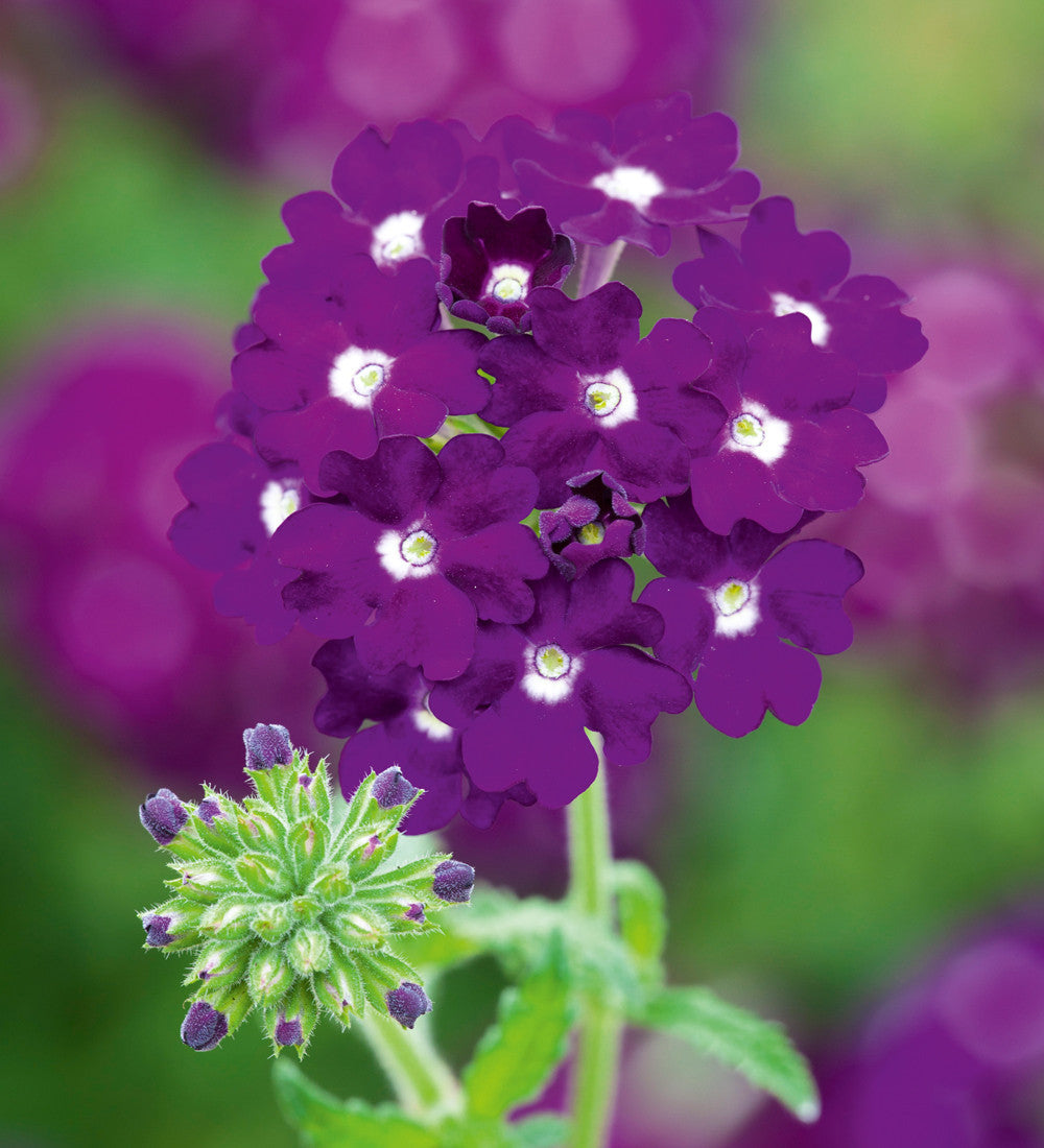 Sarah Raven Plants Amethyst Ruby Set 6x9cm Topf Balkonblumen