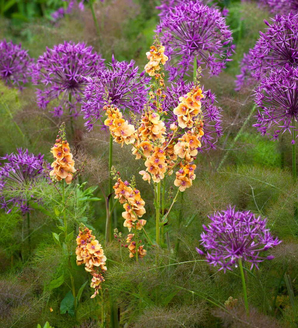 Sarah Raven Plants Bronze Fenchel Pflanze 6x 9cm Töpfe essbar